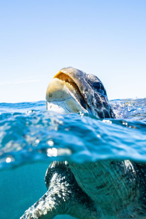 How To Get Close To Marine Animals
