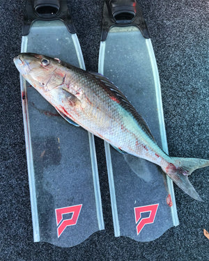 Ama Spearfishing Workshop
